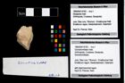 Foto (Objekt + Etikett) von Goniodromitidae indet.  (NHMW-GEO-1990-0041-4782)